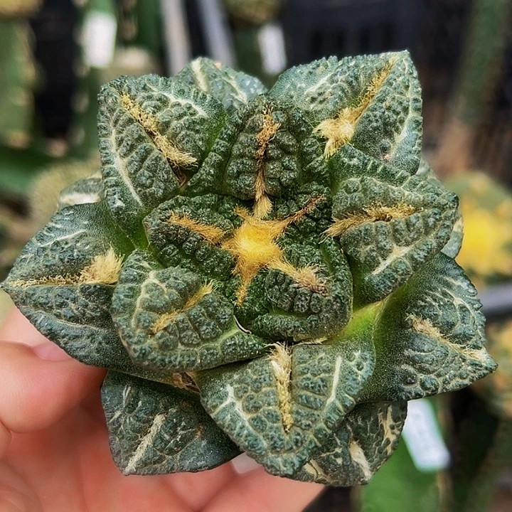 无花朵大尤志贺龟甲牡丹633