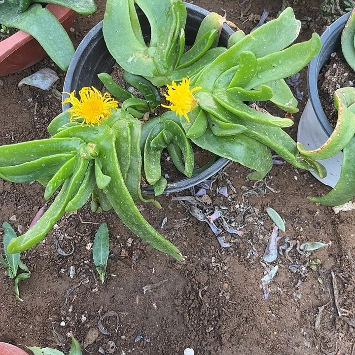 佛手托金开花机器8