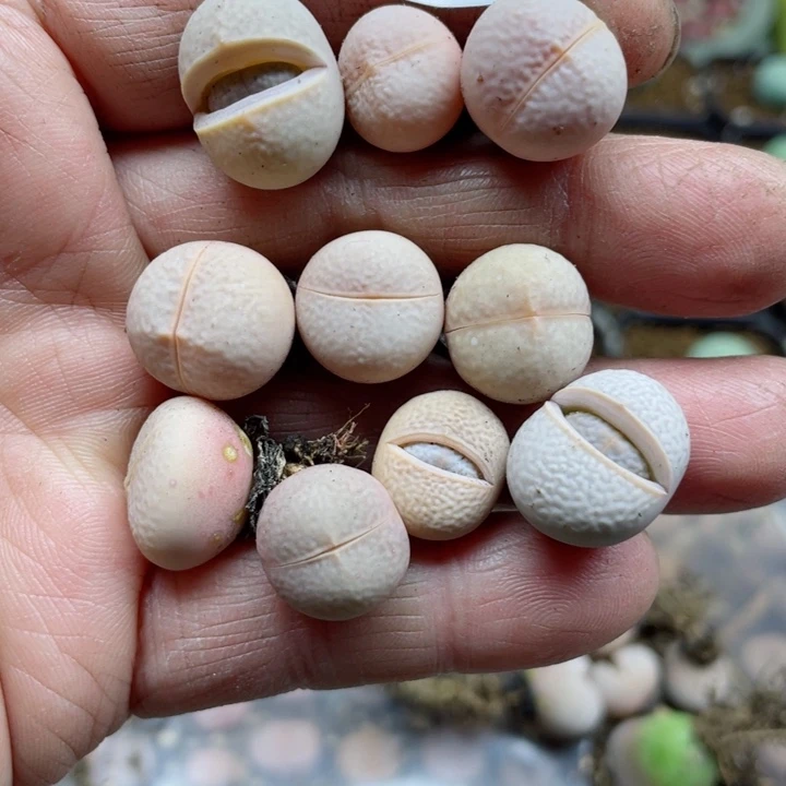 朵**宝690粉高尔夫19颗