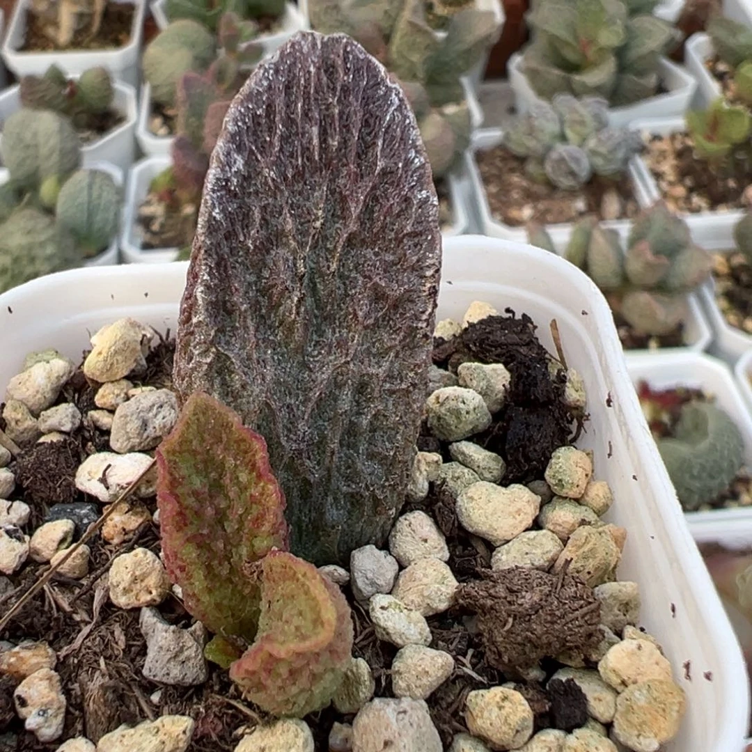 实生新品大苗多肉植物水泡