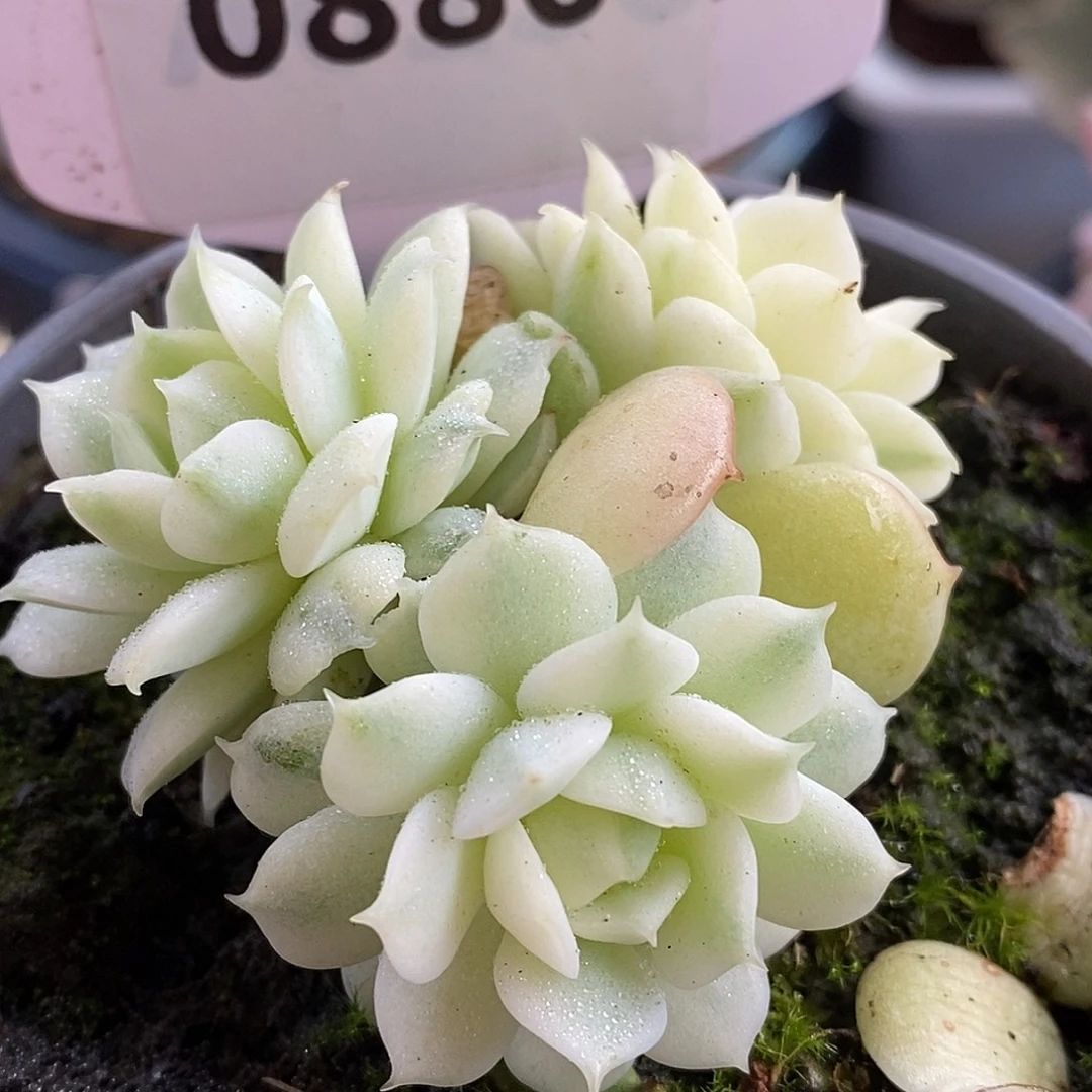 880群生静夜哈哈哈哈