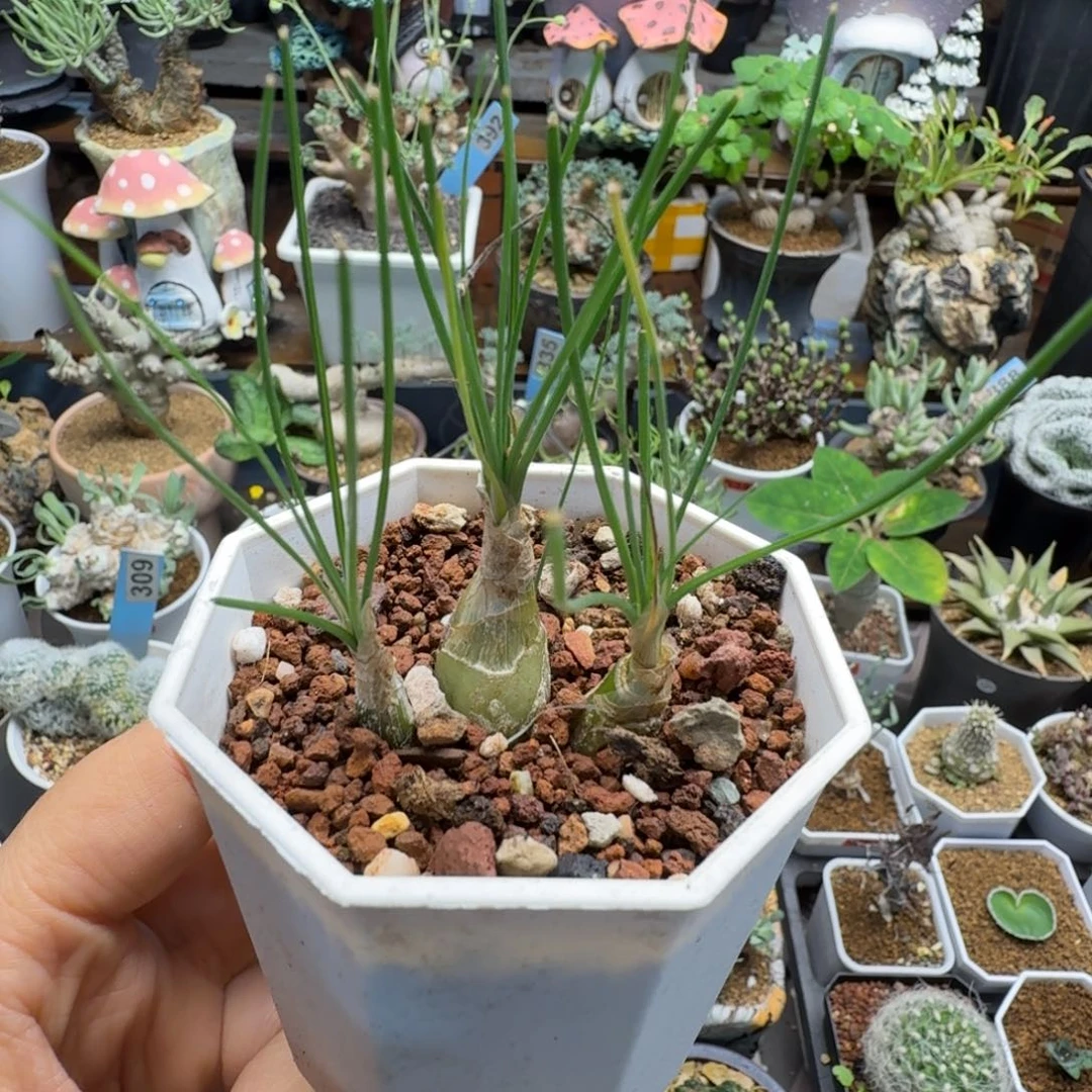 小仓角殿556仙人掌