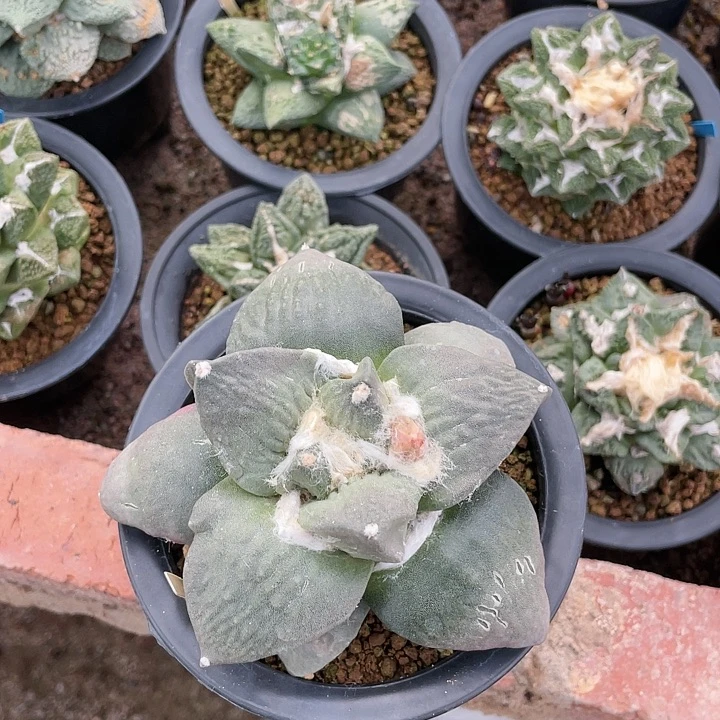 自根牛舌11.5cm怒涛牡丹