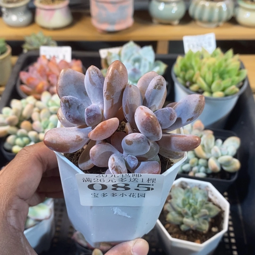 三头粉兔群一物一拍满20包邮满26送一颗精品多肉