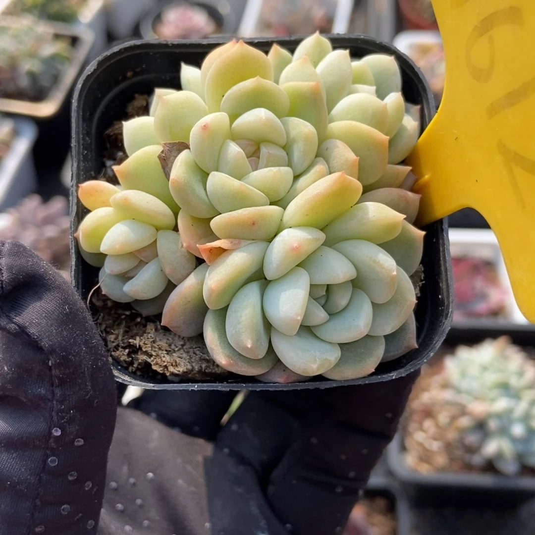 1612厚梦多肉植物保护