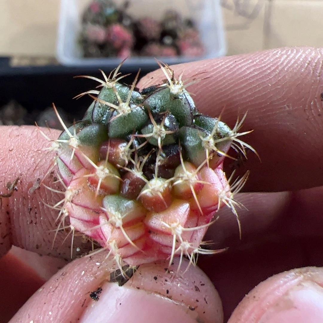 当前无花栽培后可以开花642