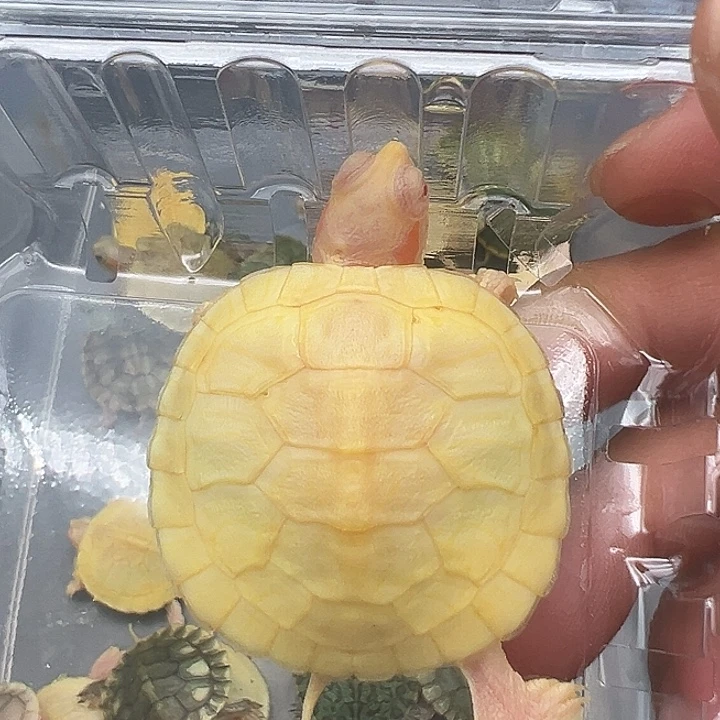 绿毛龟母白巴1111