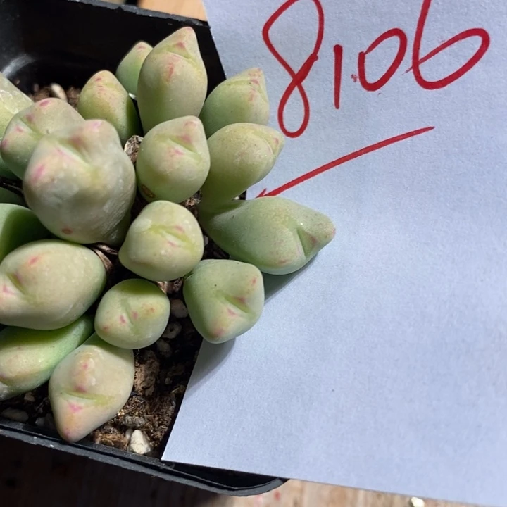 帕***奇8106一个一个一个