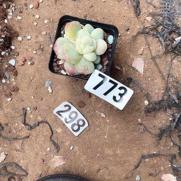 用****0多肉植物一物一拍