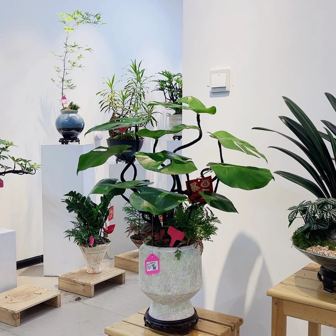 完全开放高端盆景一物一拍