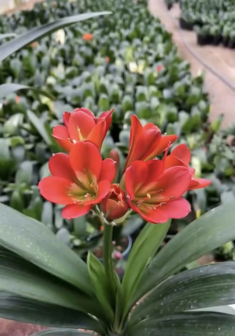 好品种君子兰10个叶片以上 花卉 绿植 盆栽 当年可开花可直接下单