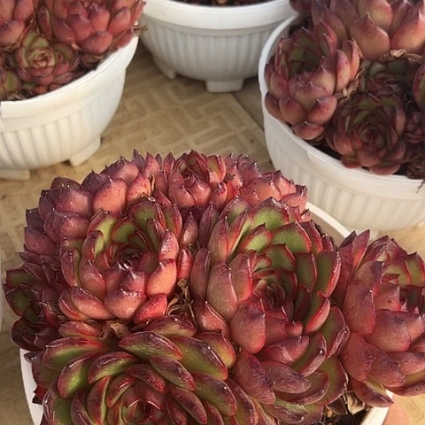 宝丽带盆一个多肉多肉