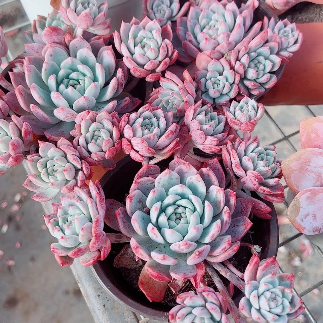 霜花多头造型精品手捧