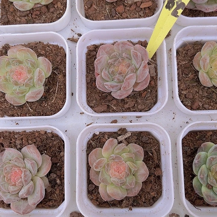 精品冰魄19包邮多肉植物