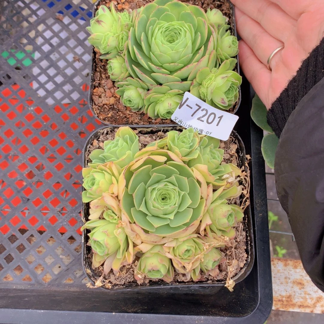 7201会掉侧芽vg gv