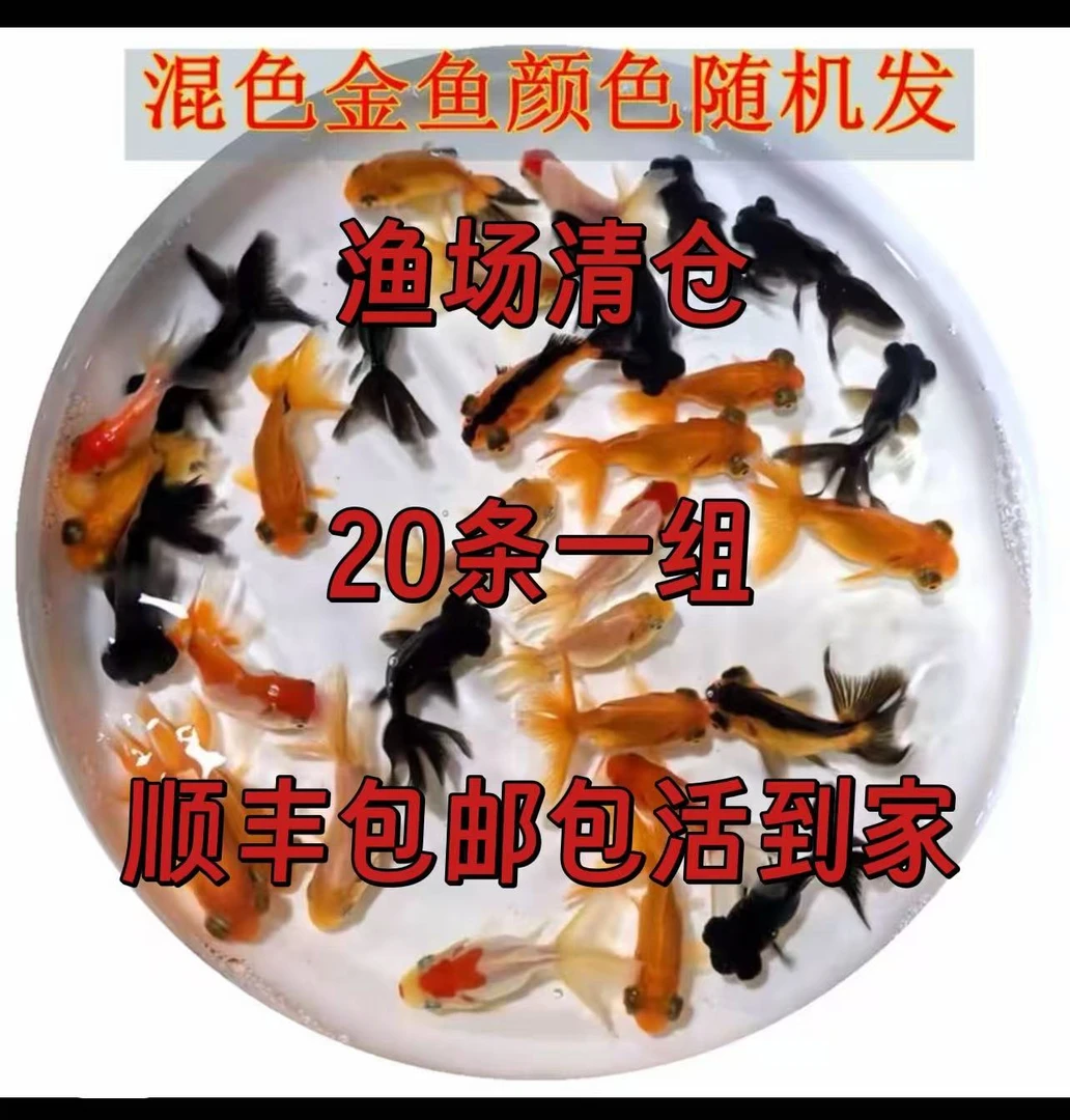 观赏鱼冷水鱼淡水鱼好养耐活的丹顶红狮鎏金黑红龙睛兰寿金鱼