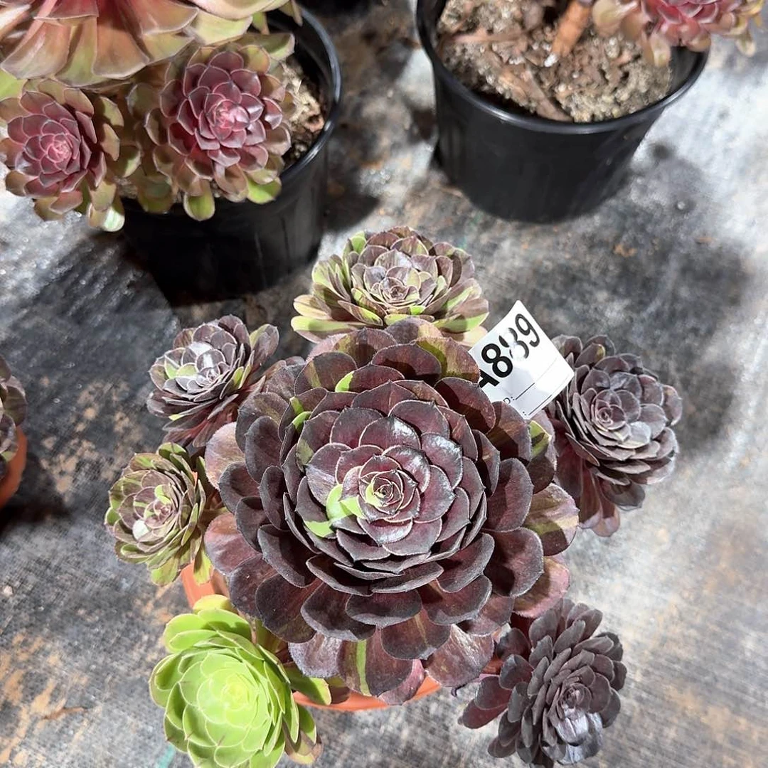 花月夜法师福利889