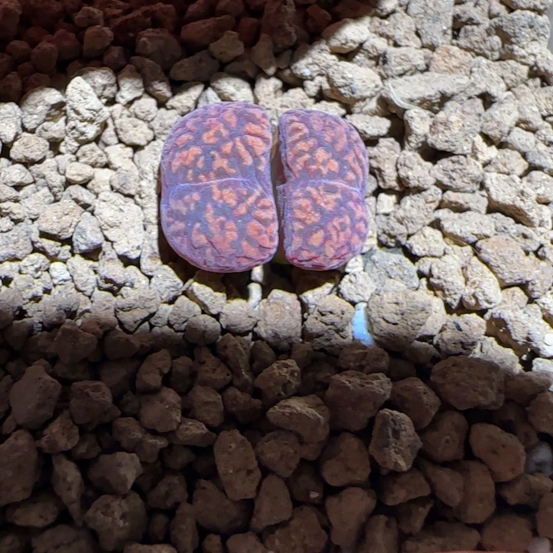 酒****肉锥多肉植物组合-sb2337、221