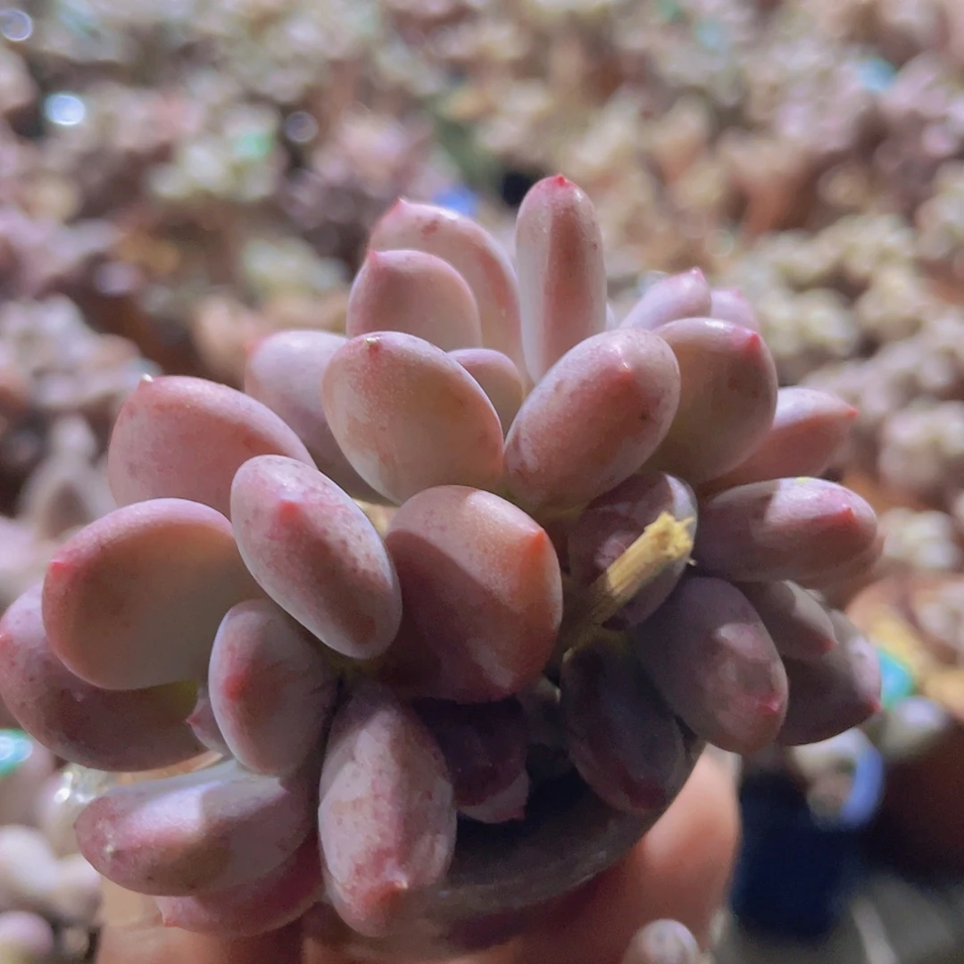 西贝奶酪 多肉植物