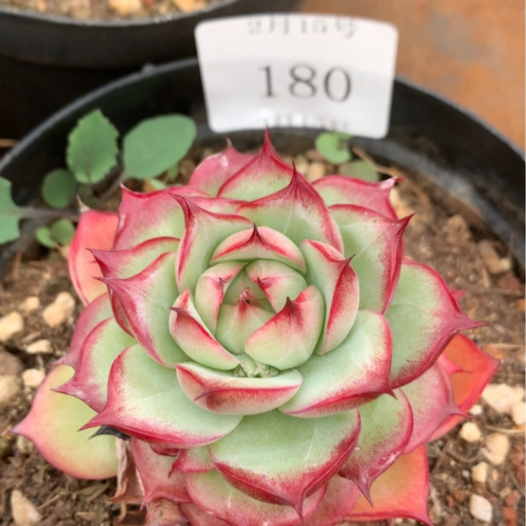 【闪购商品】云180