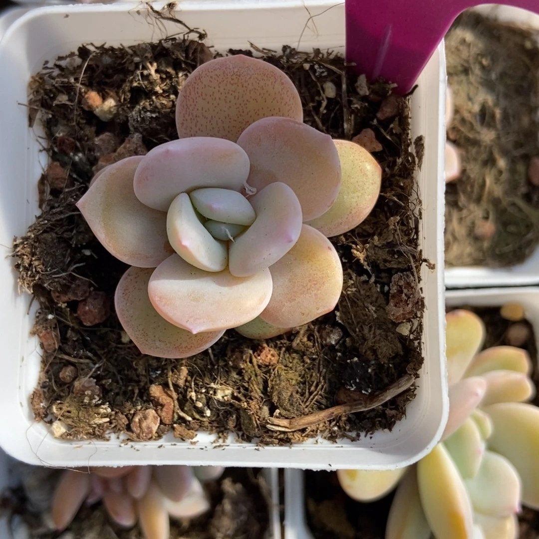 1981奶茶多肉植物