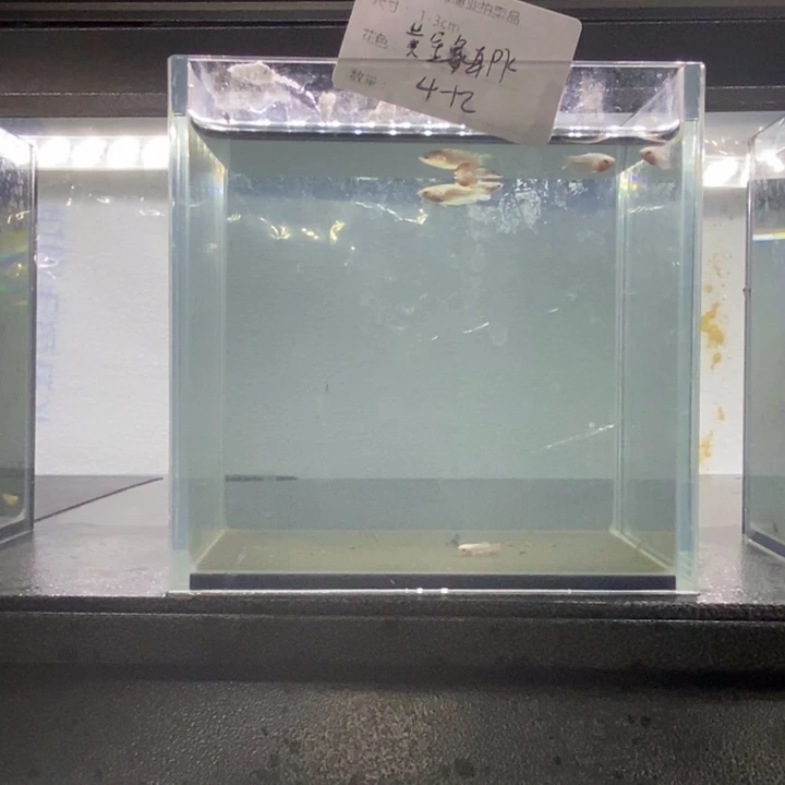 斗鱼包活不包损所见即所得507