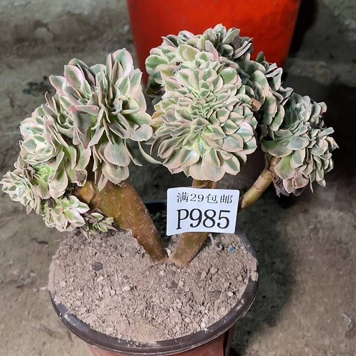 985粉女巫坠多肉植物