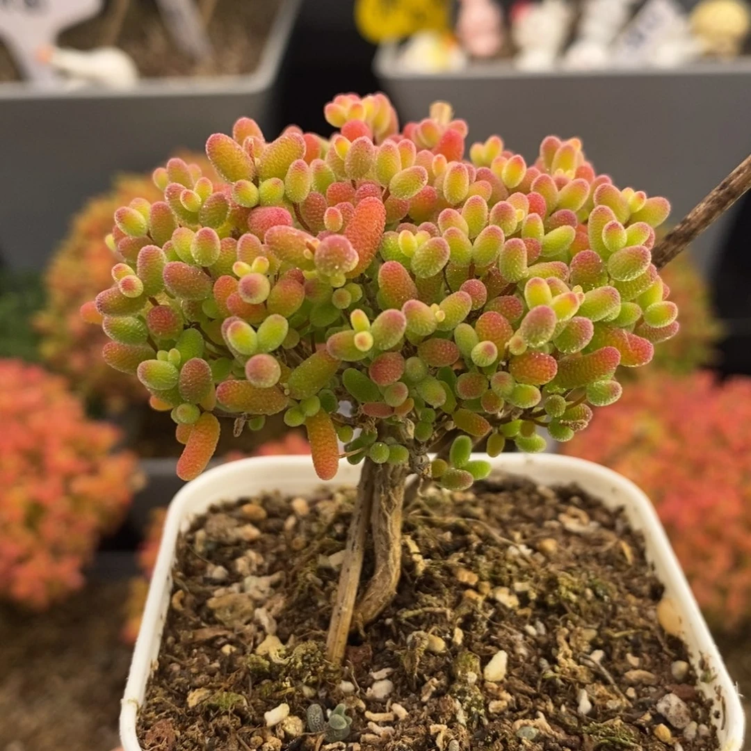 完全开放10号蜜橘糖球（6.5cm）