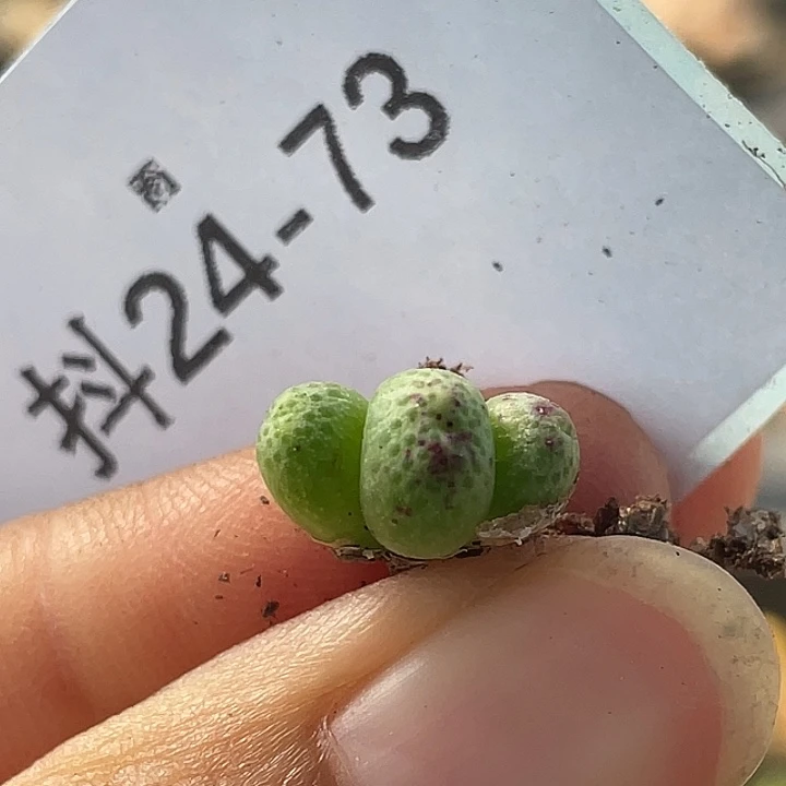 24-73草莓斑马肉锥