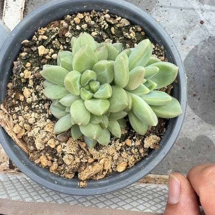 美人杂交 一物一拍