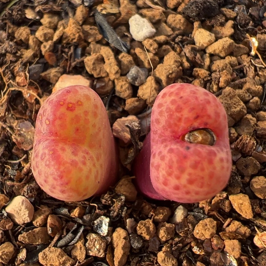 2805多肉植物百科小金桔