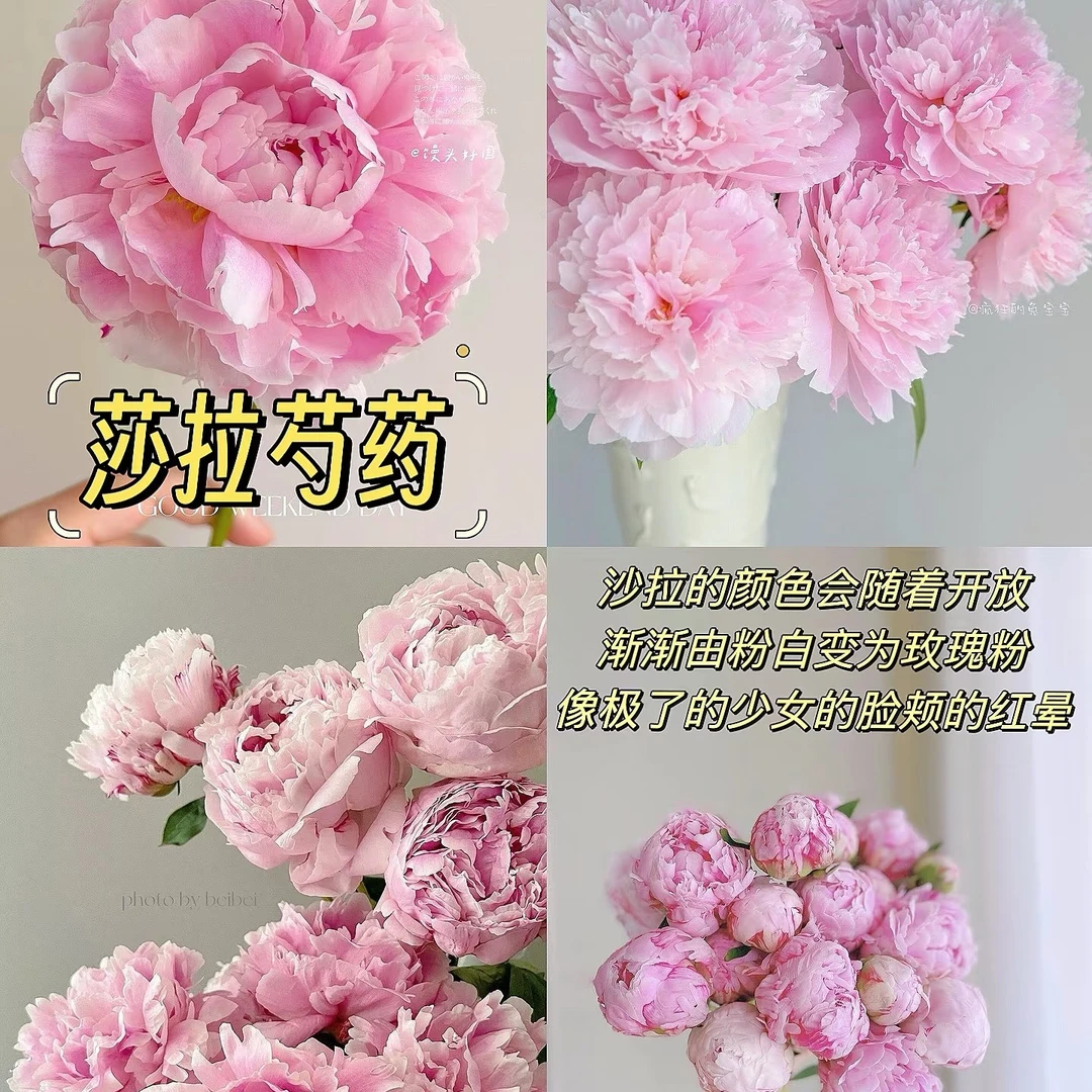 【莎拉芍药5支】京东鲜花次日达