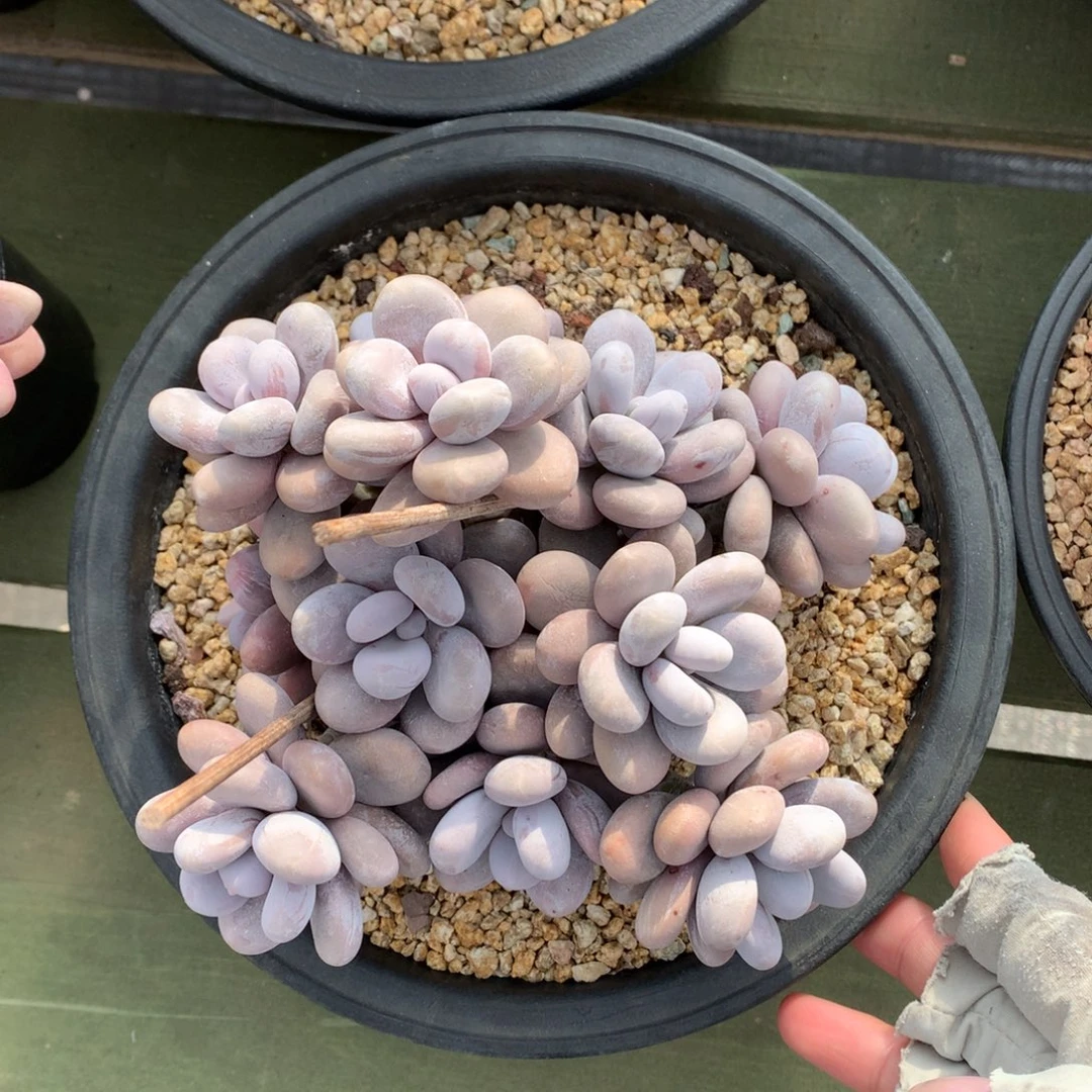 奶酪 多头 一颗