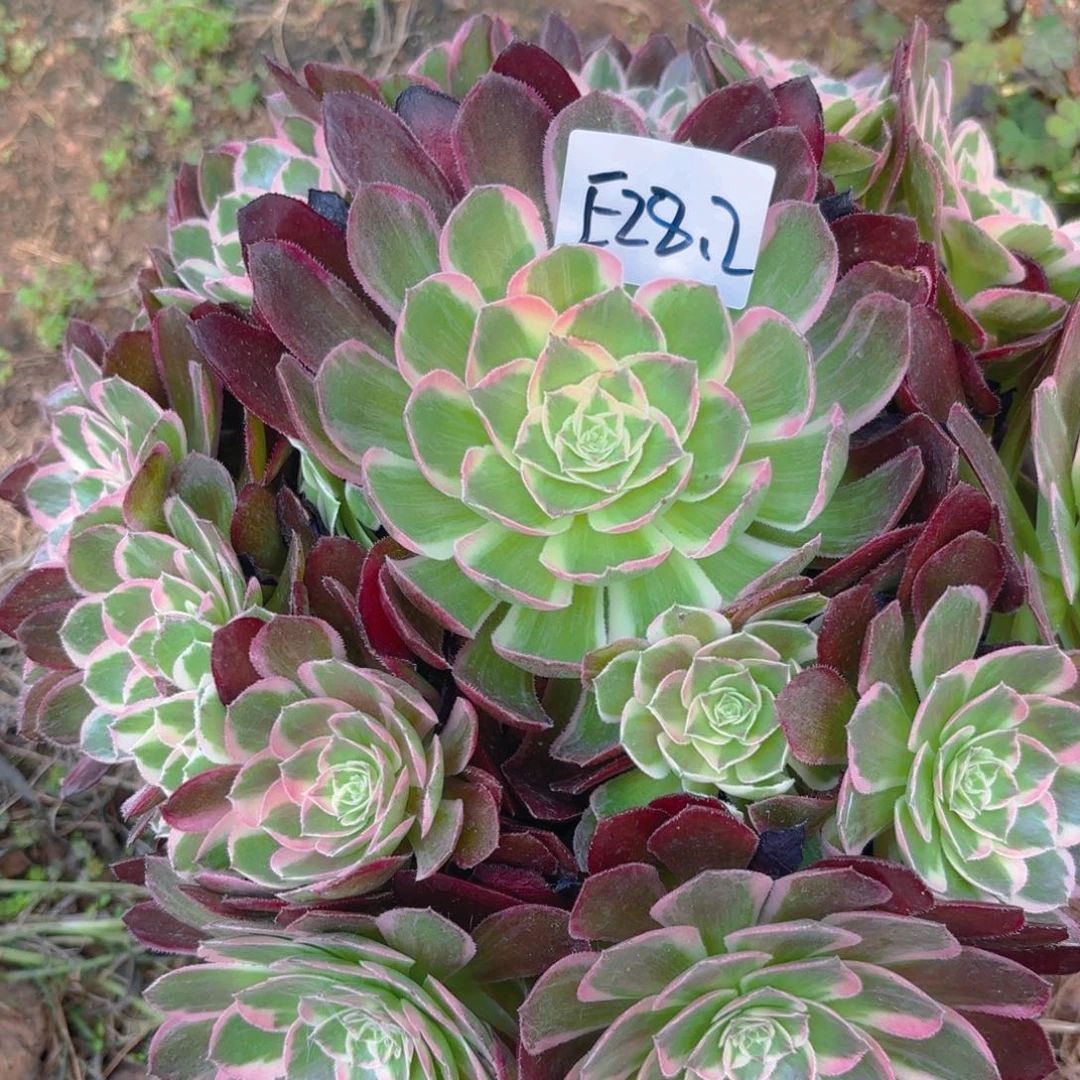 西施多肉多肉植物28.2号