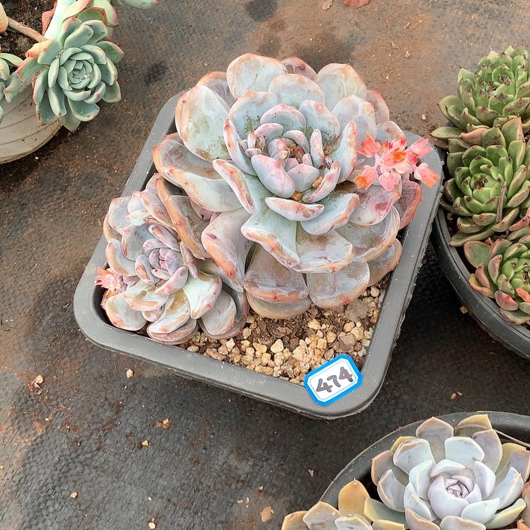 474橙子 一物一拍多肉