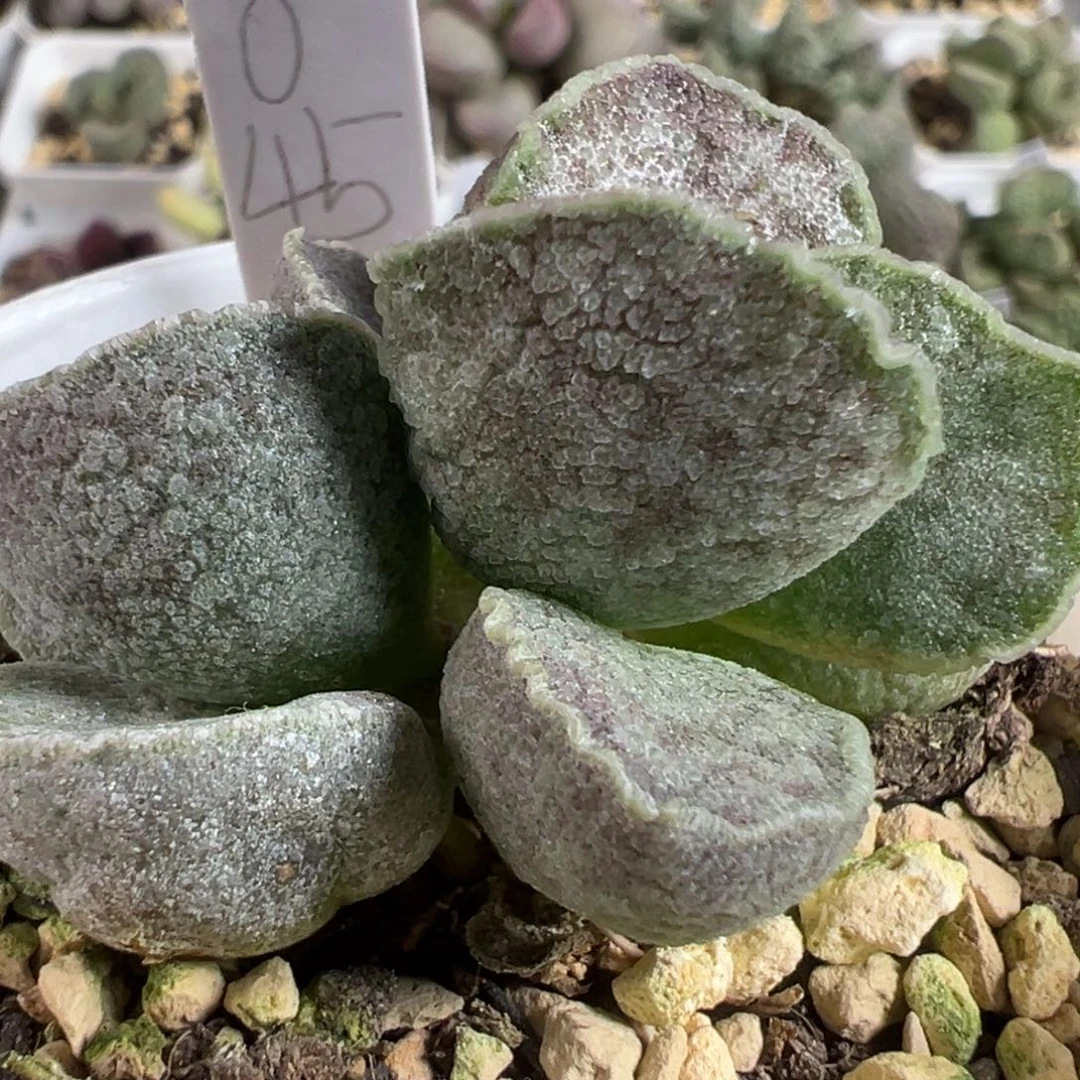 实生新品多肉植物水泡多肉植物