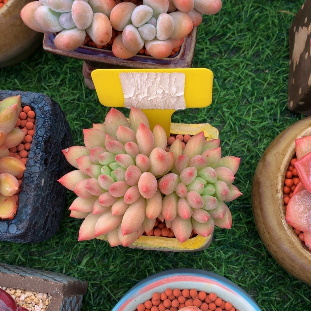 ****꧔多肉植物6373737373