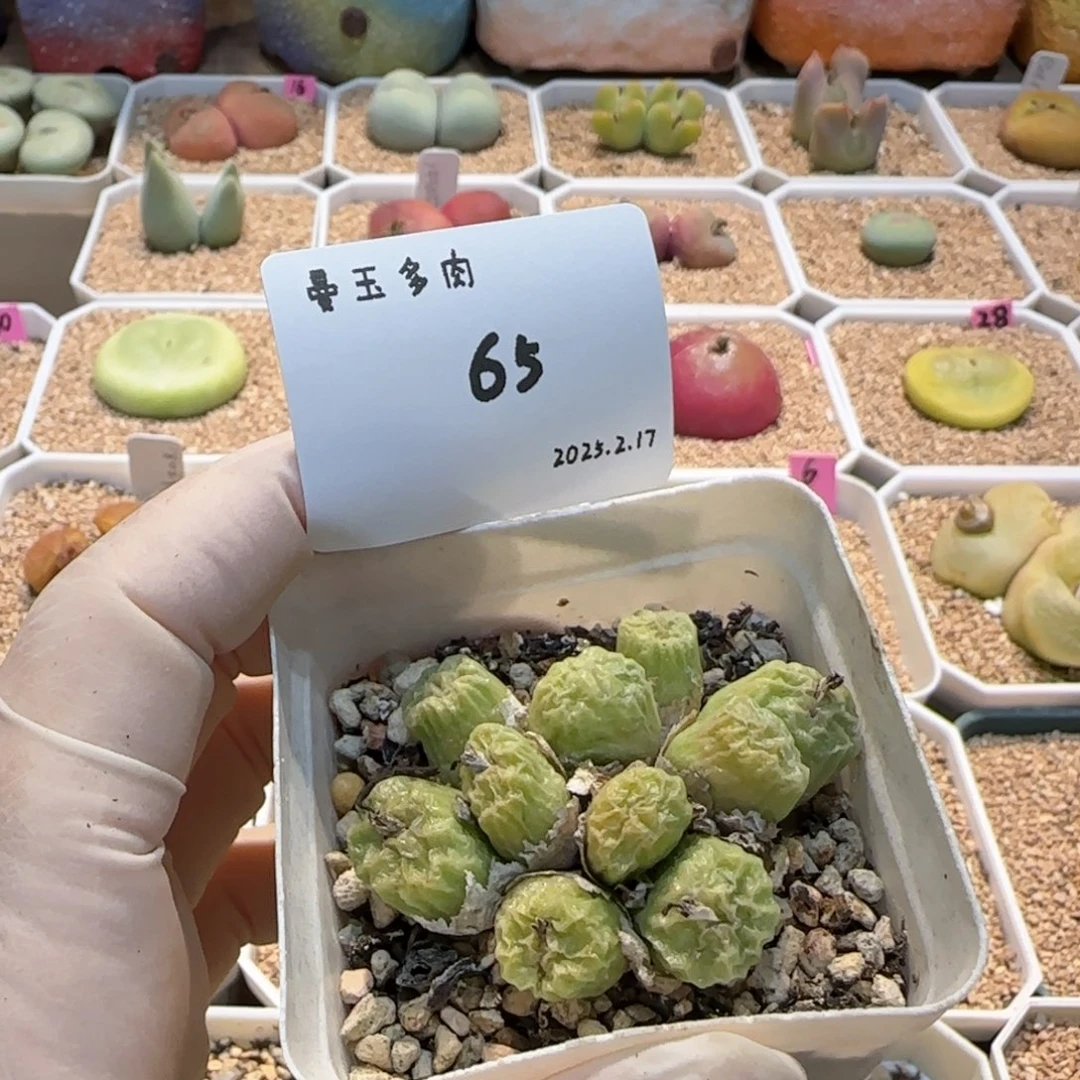 丁*多肉多肉多肉2.17-065