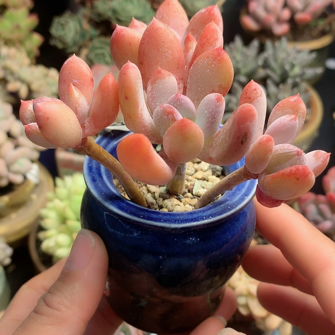 【闪购商品】灰姑娘带盆