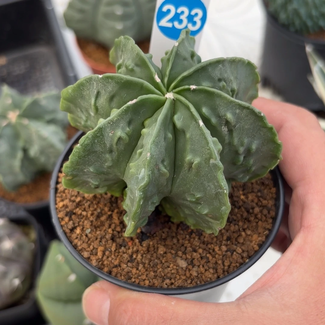 233实生核桃鸾凤玉带盆带土