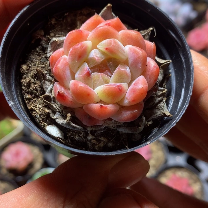 精控冰魄一物一拍