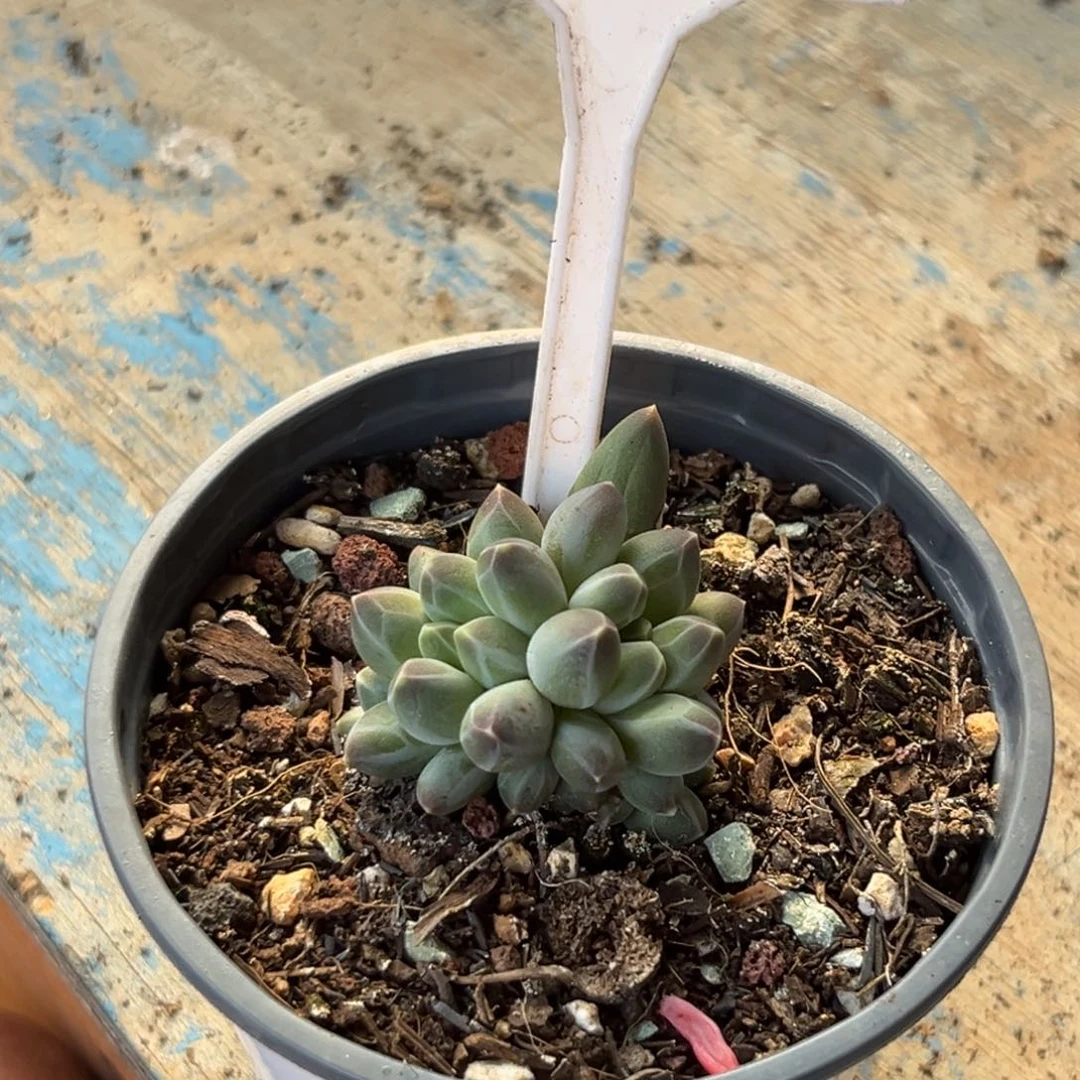 申公豹多肉植物659