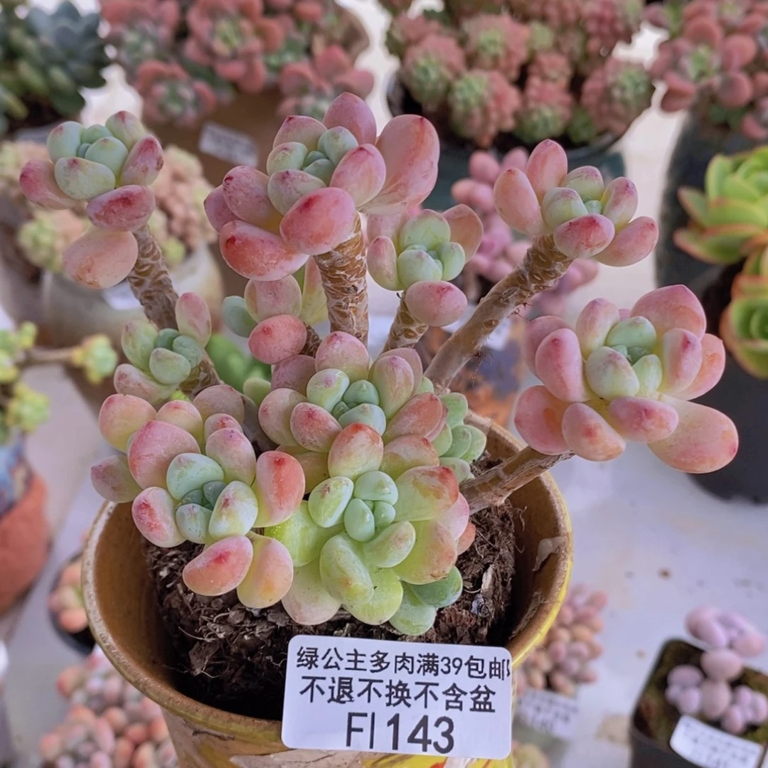 樱花罗琦老桩10cm143多肉植物