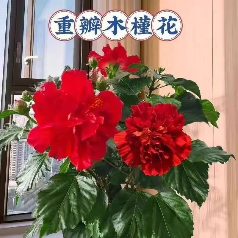 耐寒红色重瓣木槿花盆栽四季开花好养带花苞室内室外花卉