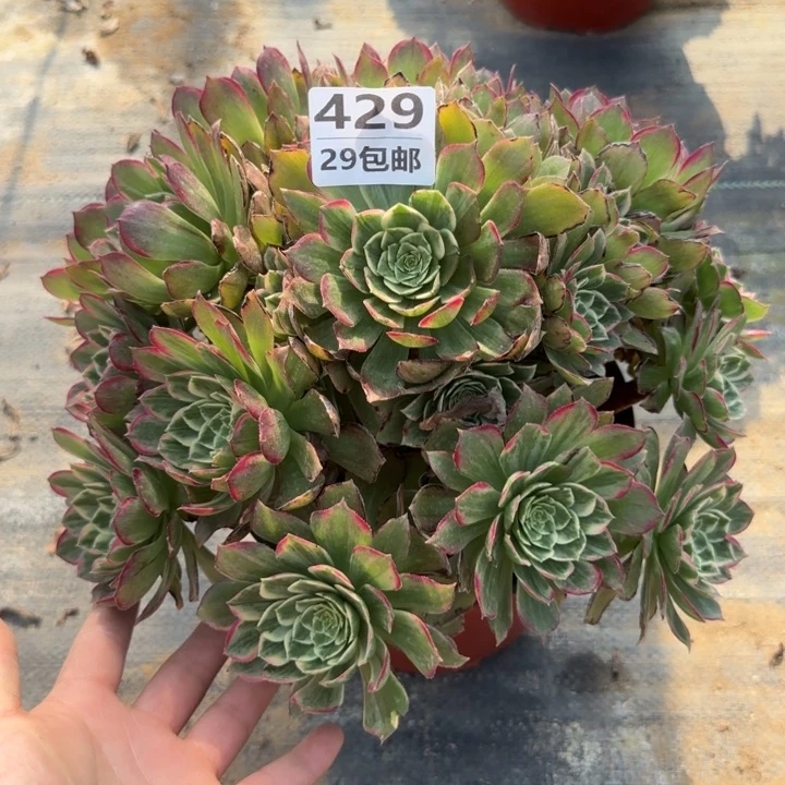 莲花……多肉植物……