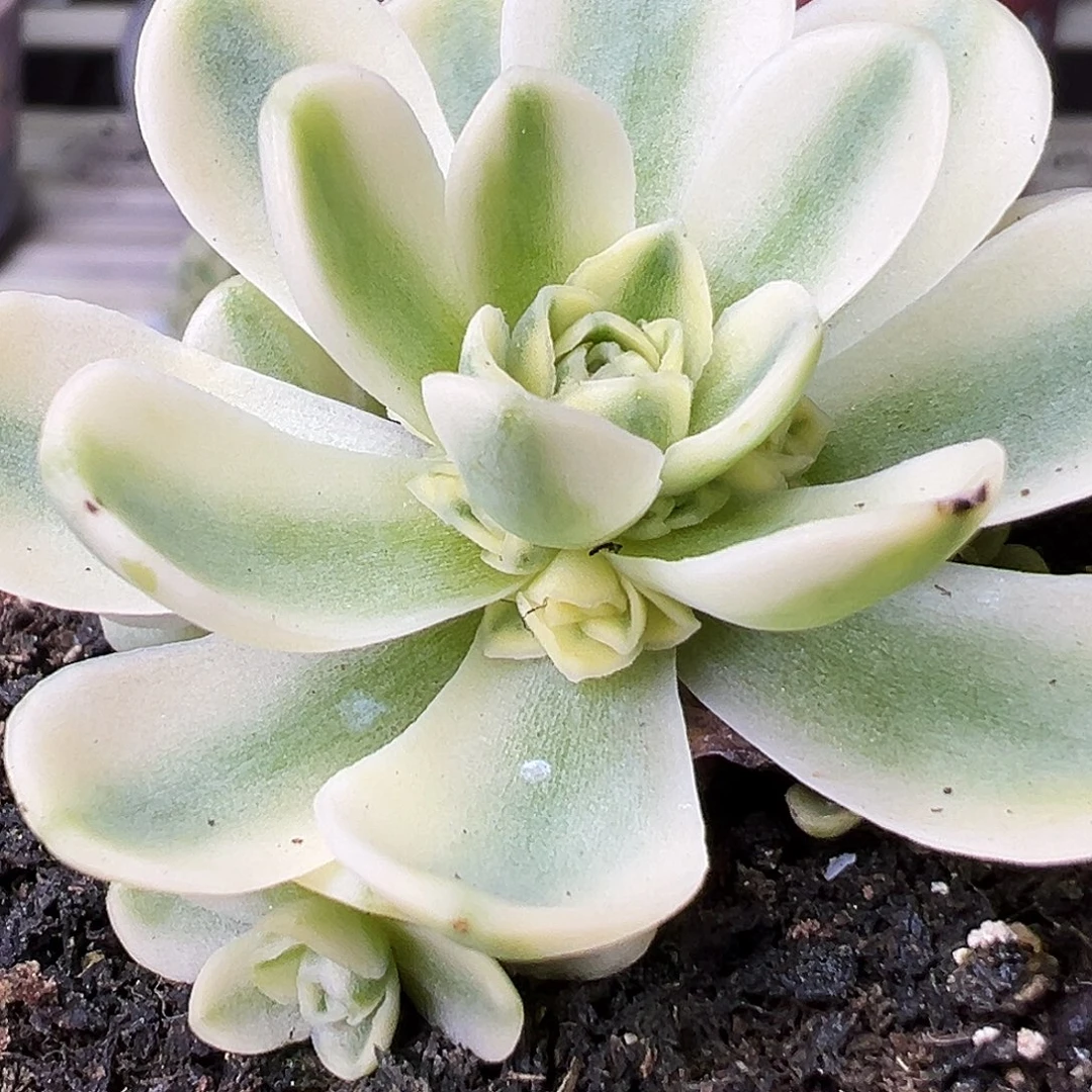 山地玫瑰锦开心891号