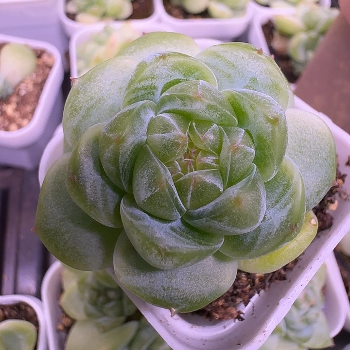财富密码暴富单头福利