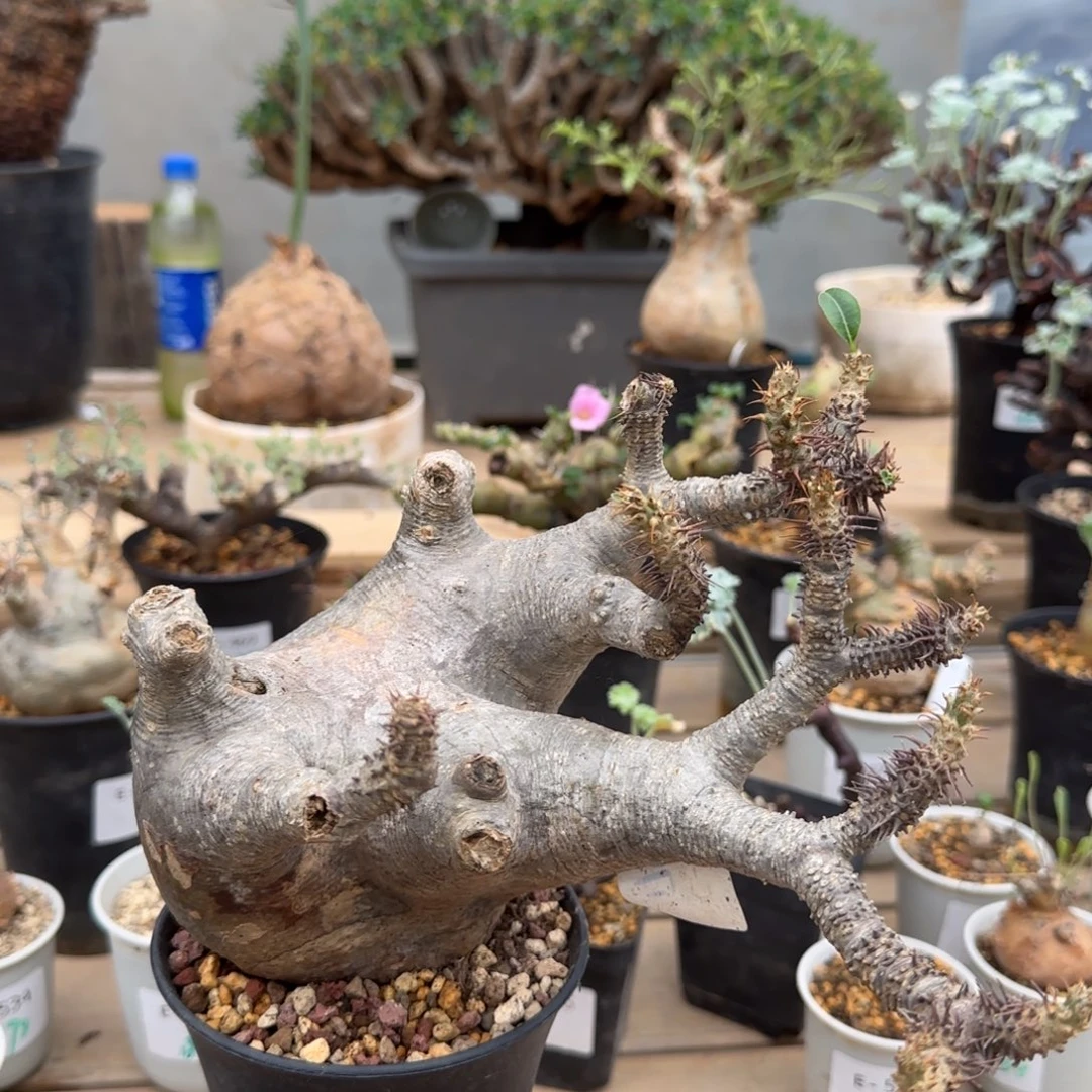 魔界玉产地块根植物