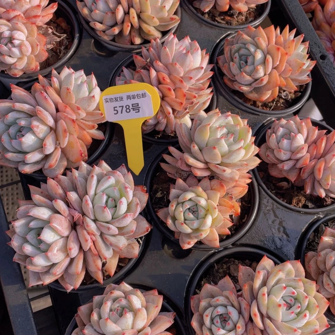 578号元宵节福利焦糖蓝鸟大双头三个