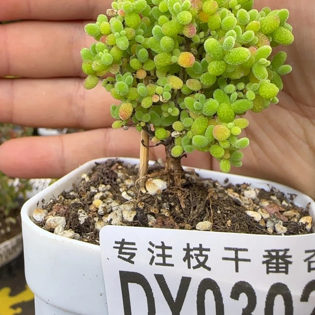 dy0302精控蜜橘一物一拍